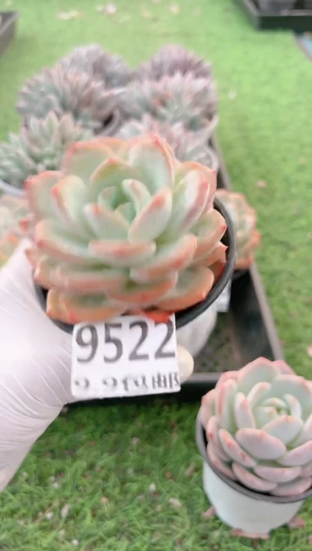 【闪购商品】信服多肉一物一拍