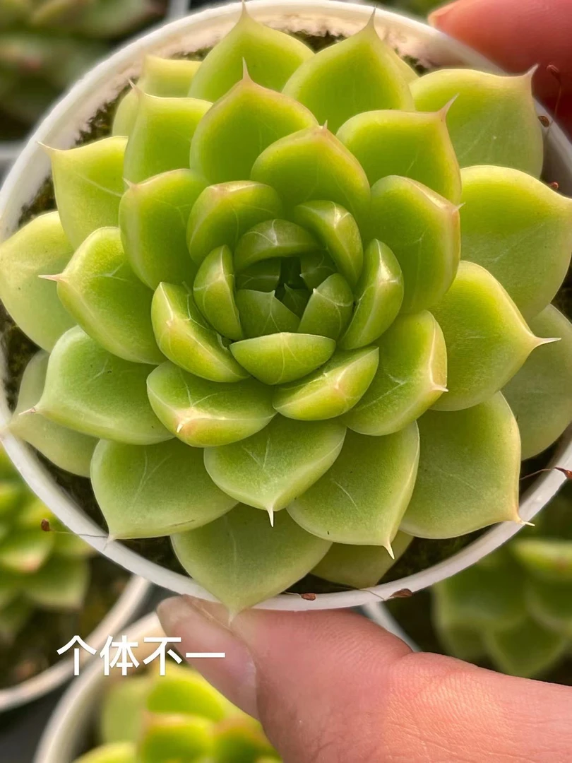 6#绿体冰麦单头 多肉植物