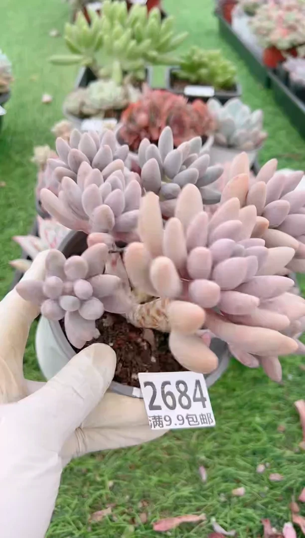 【闪购商品】信福多肉一物一拍