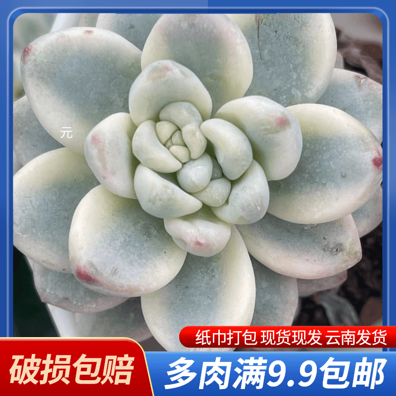 7#劳尔锦 多肉植物