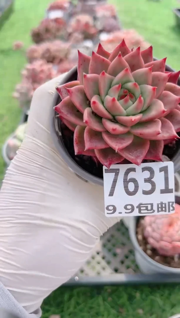 【闪购商品】信服多肉一物一拍