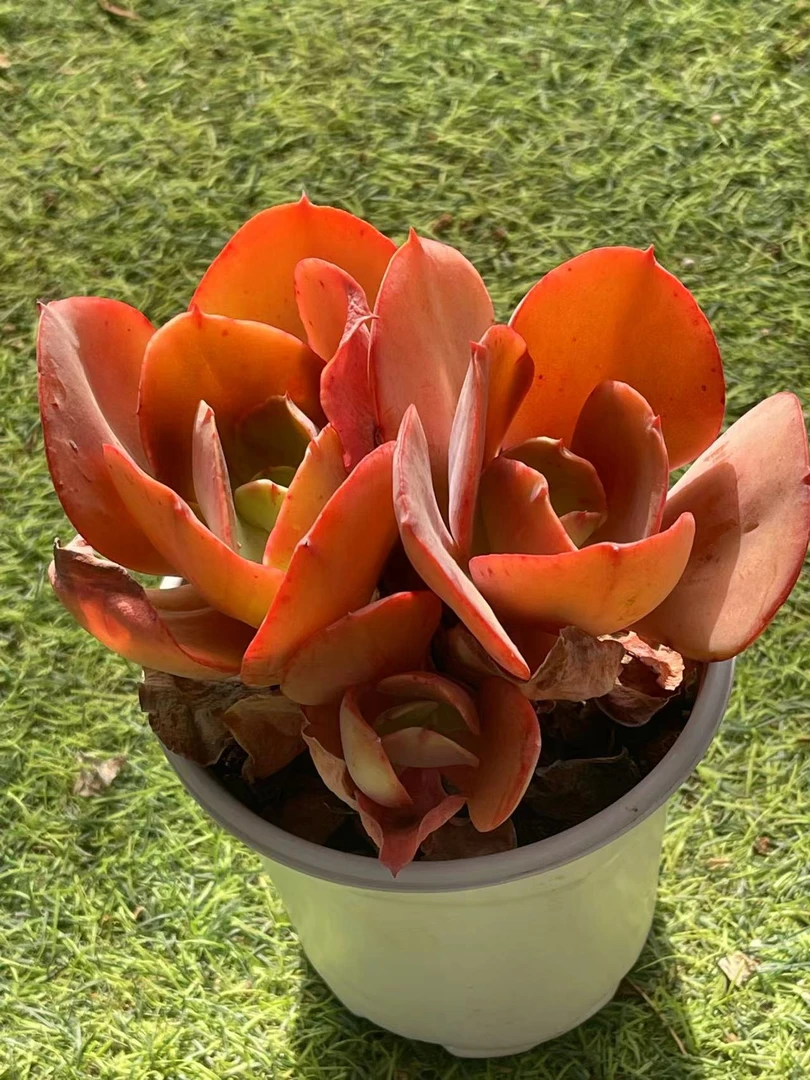 12#初吻 精控多肉