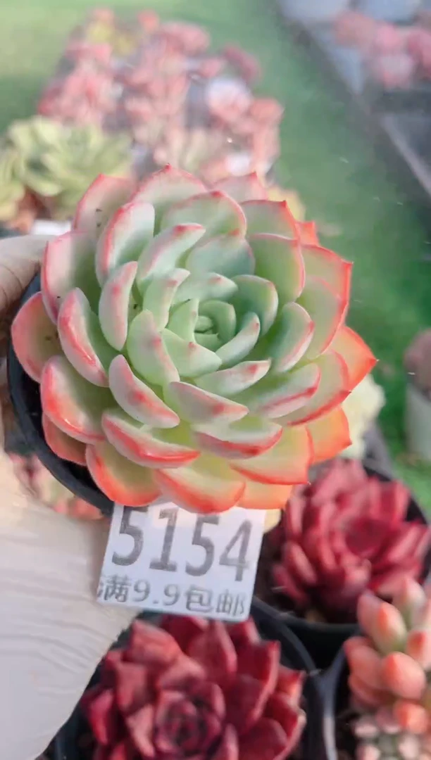 【闪购商品】信福多肉一物一拍