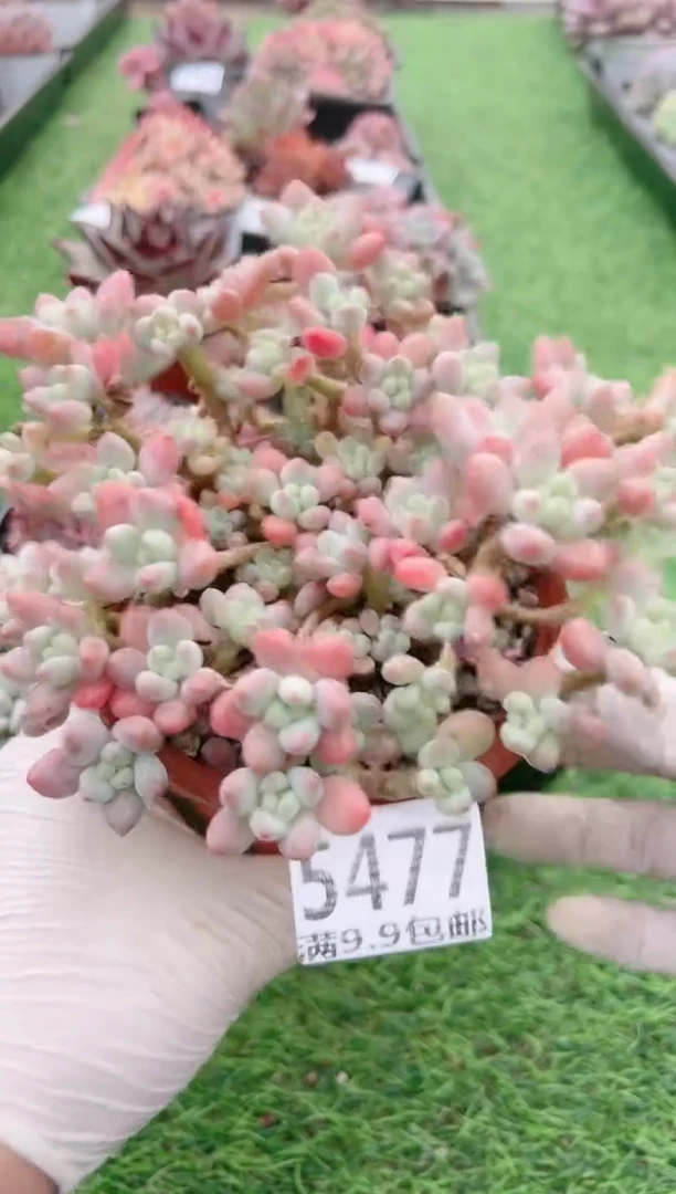 【闪购商品】信福多肉一物一拍