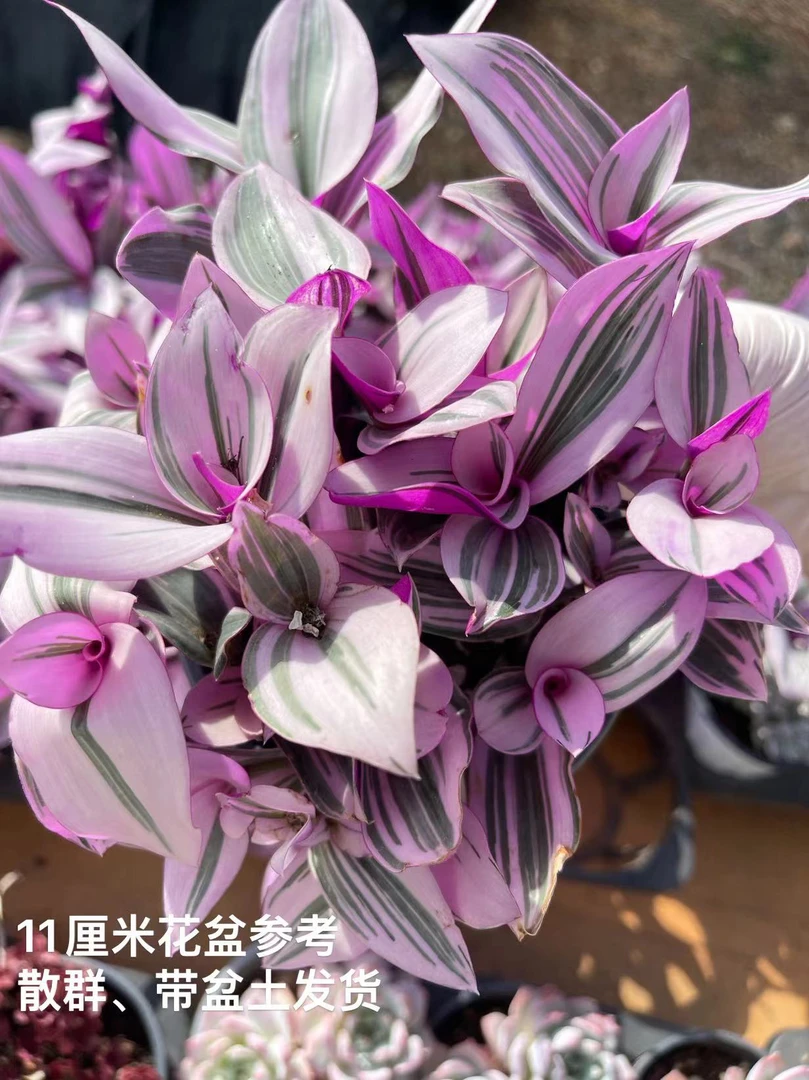 11#油画婚礼 多肉植物