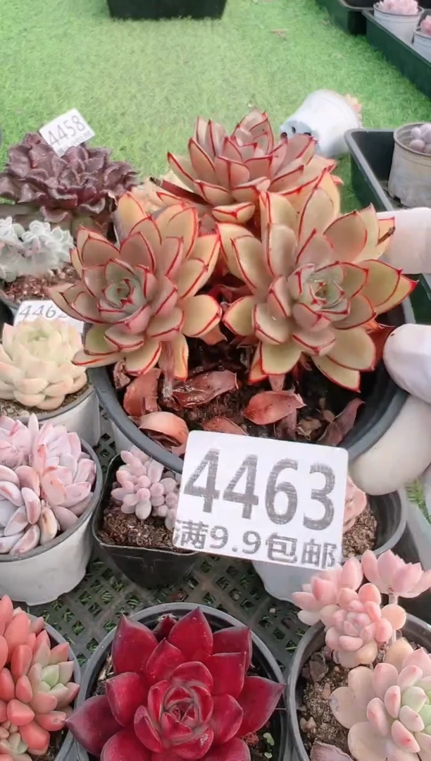 【闪购商品】信福多肉一物一拍