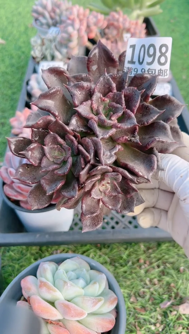 【闪购商品】信福多肉一物一拍