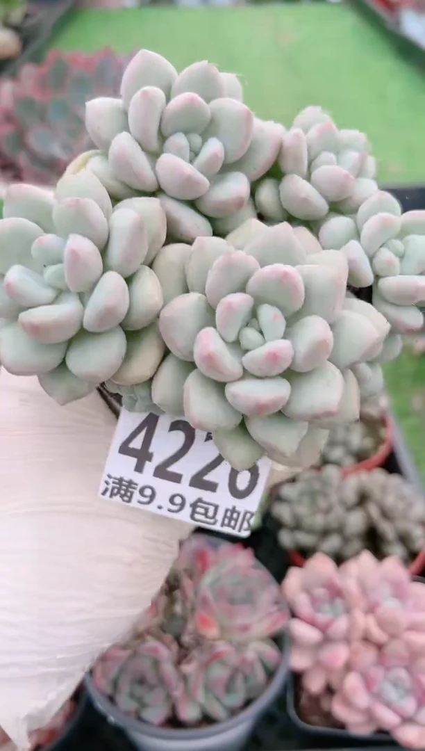 【闪购商品】信福多肉一物一拍