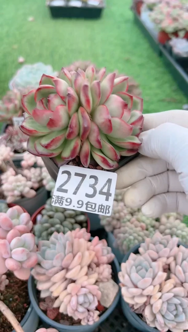 【闪购商品】信福多肉一物一拍