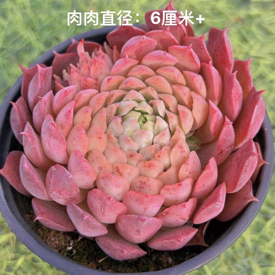 9#西湖海棠单头 多肉植物
