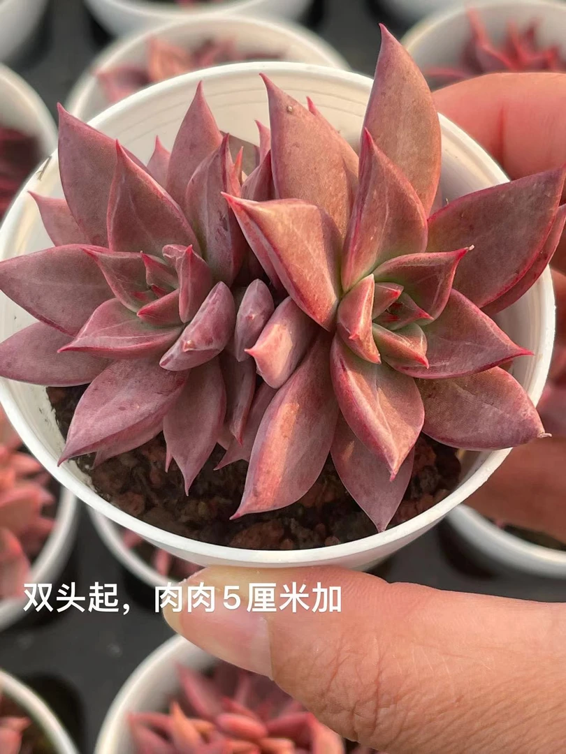 6#米娅双头 多肉植物