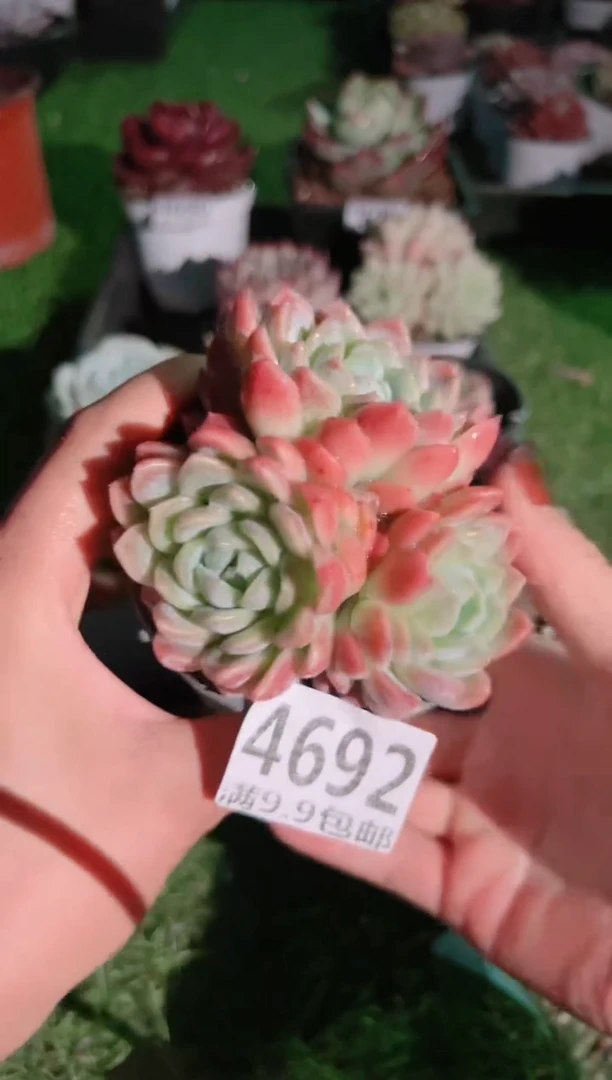 【闪购商品】信福多肉一物一拍