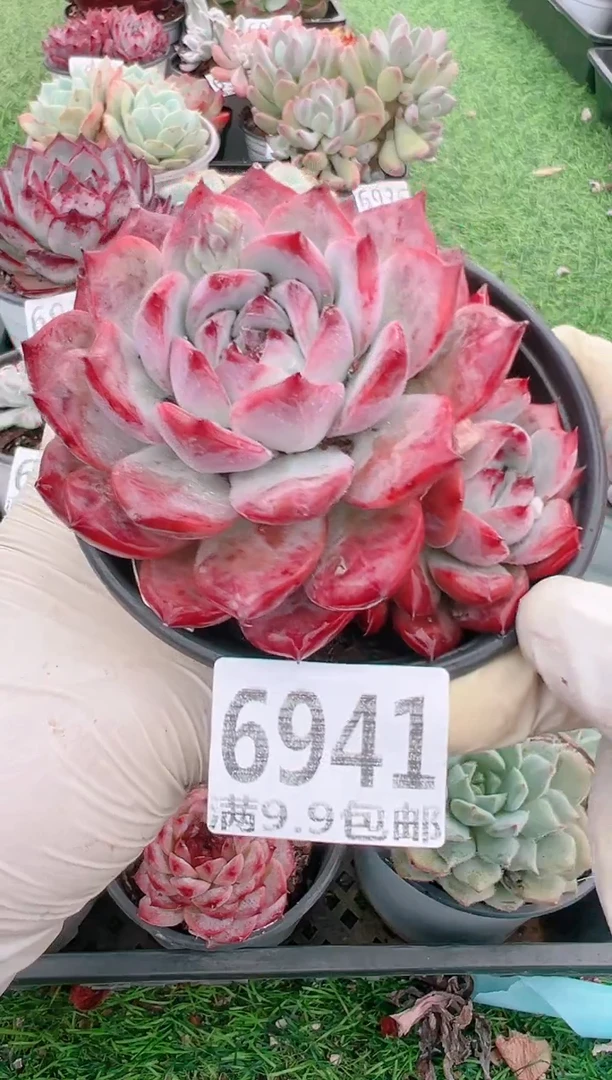 【闪购商品】信福多肉一物一拍