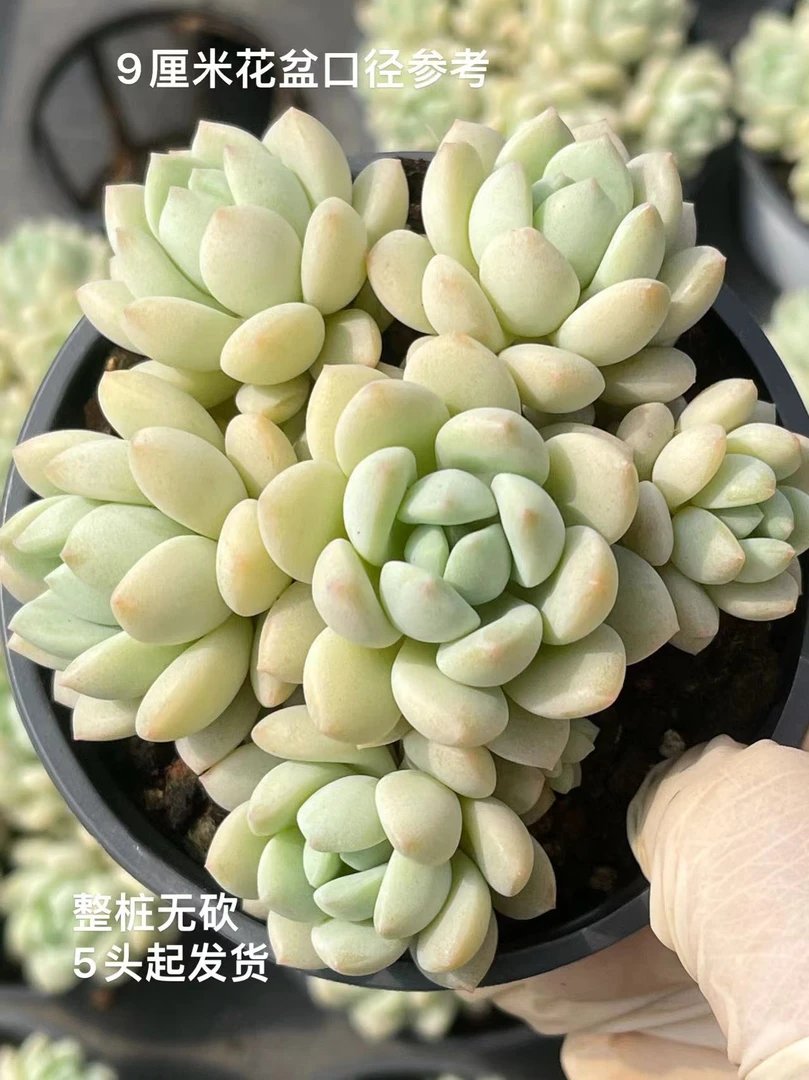 9#玉兔   多肉植物