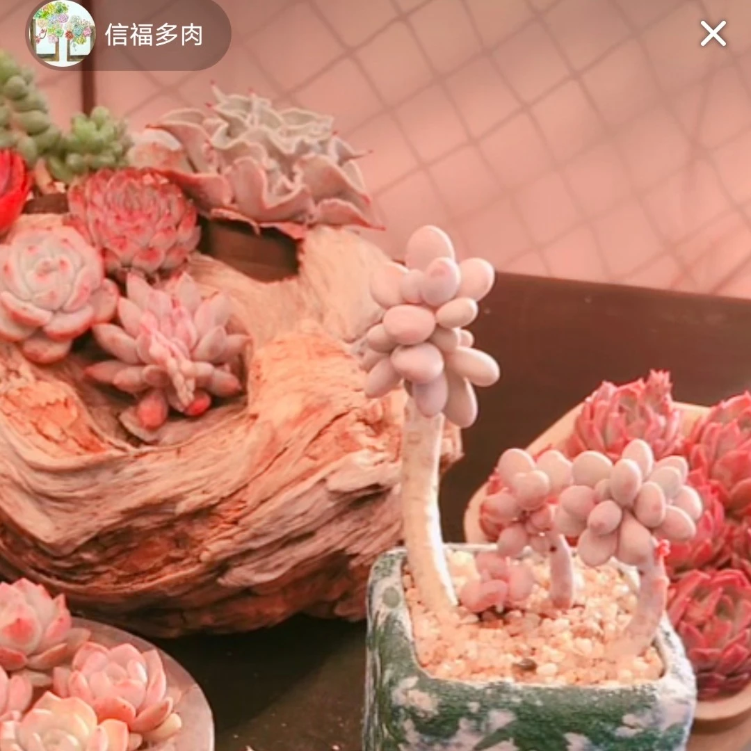 10棵多肉 福袋商品