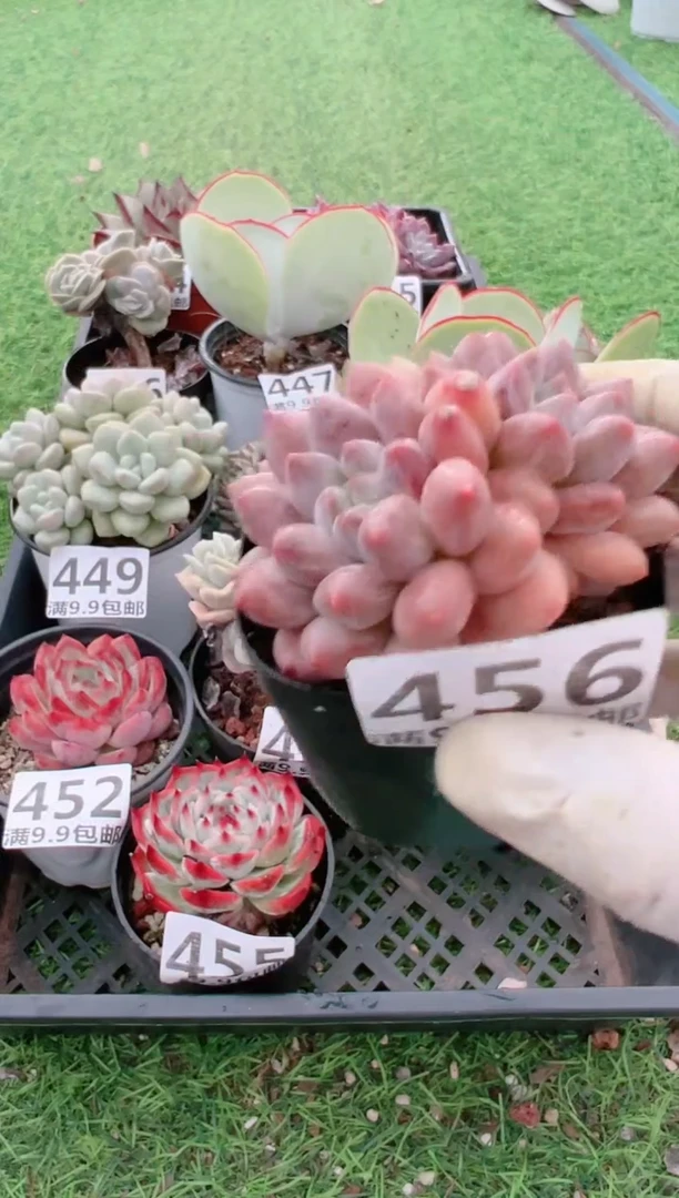 【闪购商品】信福多肉一物一拍