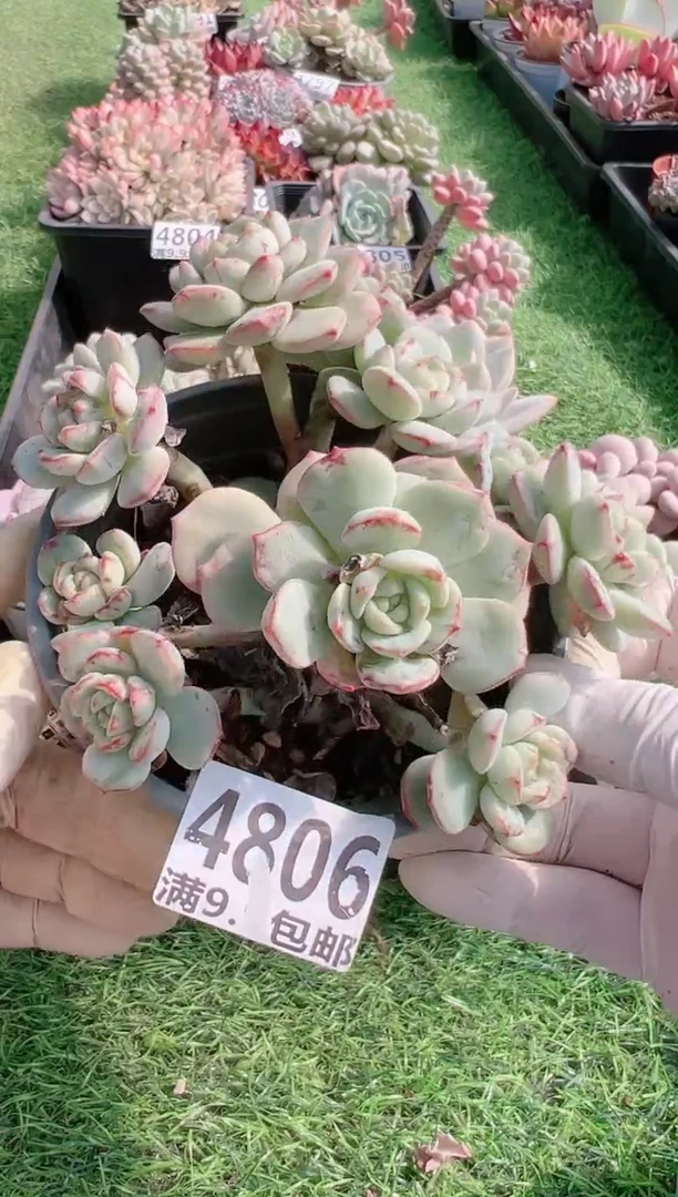 【闪购商品】信福多肉一物一拍