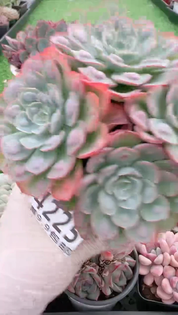 【闪购商品】信福多肉一物一拍