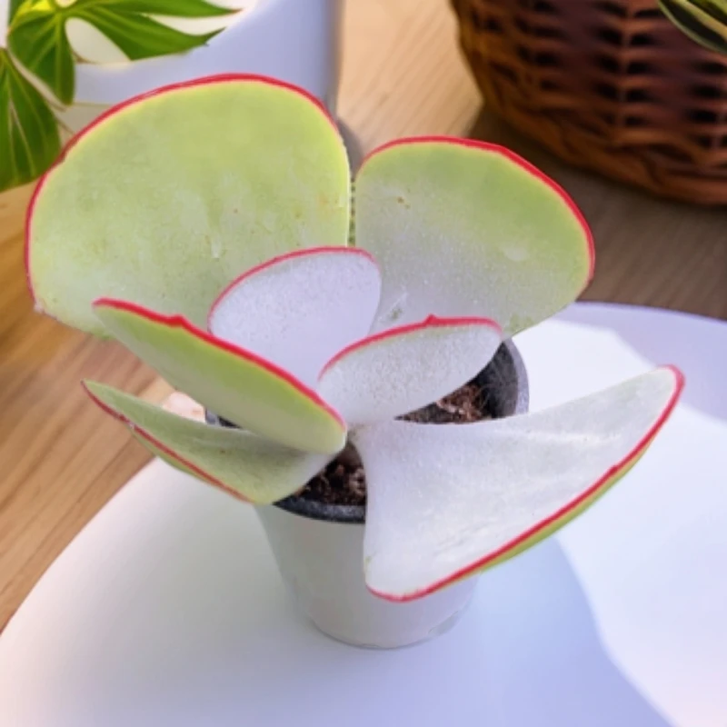 9#白眉单头 多肉植物