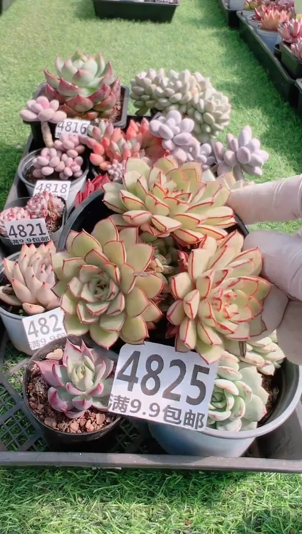 【闪购商品】信福多肉一物一拍