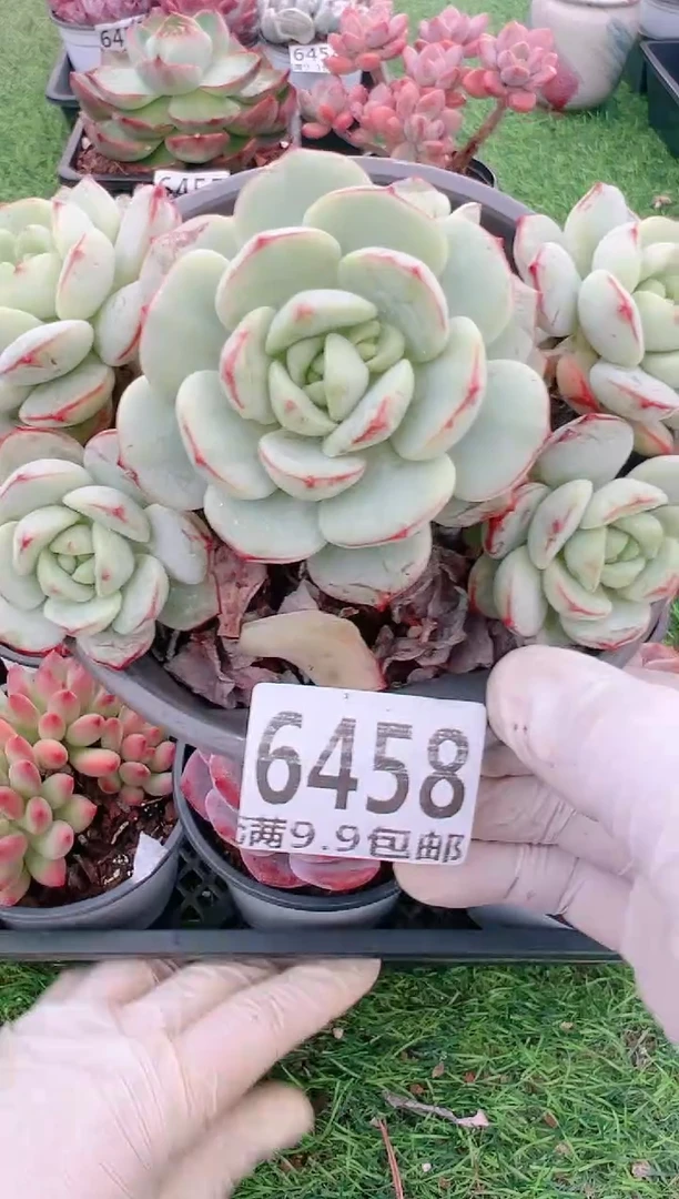 【闪购商品】信福多肉一物一拍