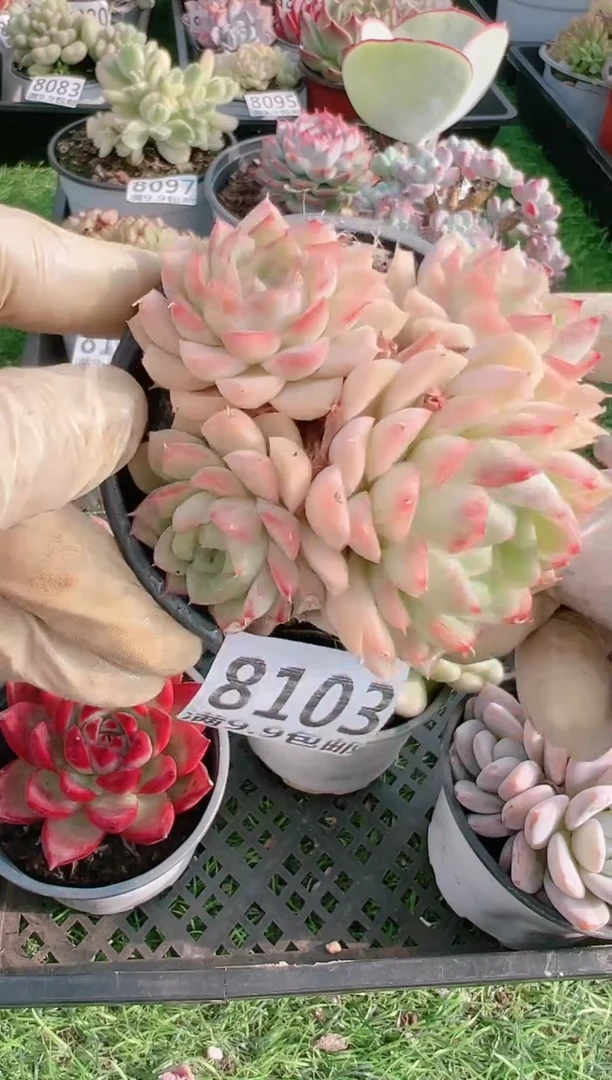 【闪购商品】信福多肉一物一拍