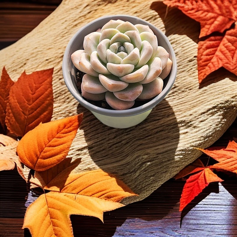 12#奶油冰玉单头  多肉植物