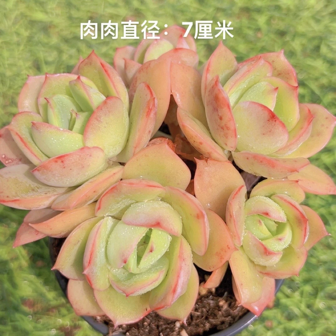 9#粉贝拉有砍 多肉植物
