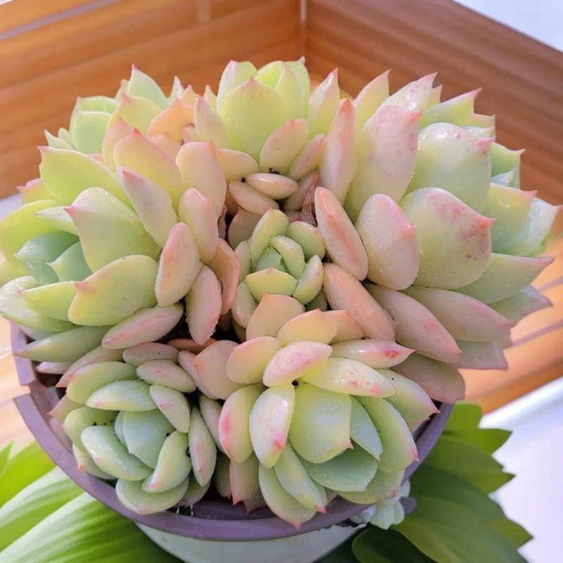 12#恋曲双头起 多肉植物