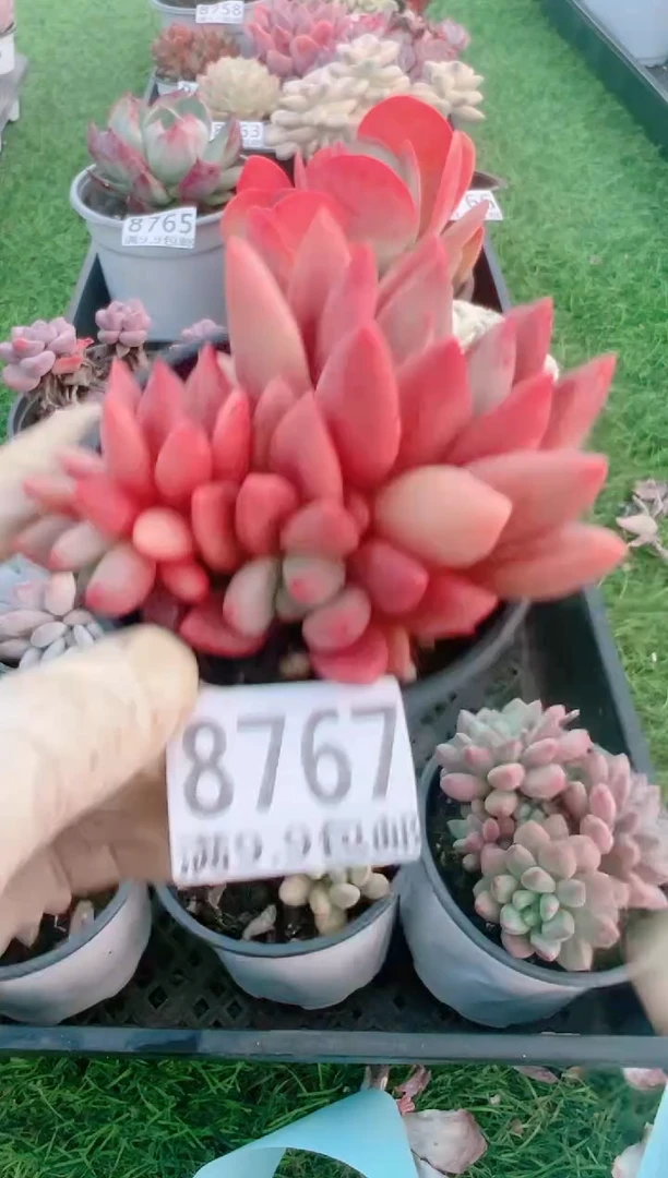 【闪购商品】信福多肉一物一拍