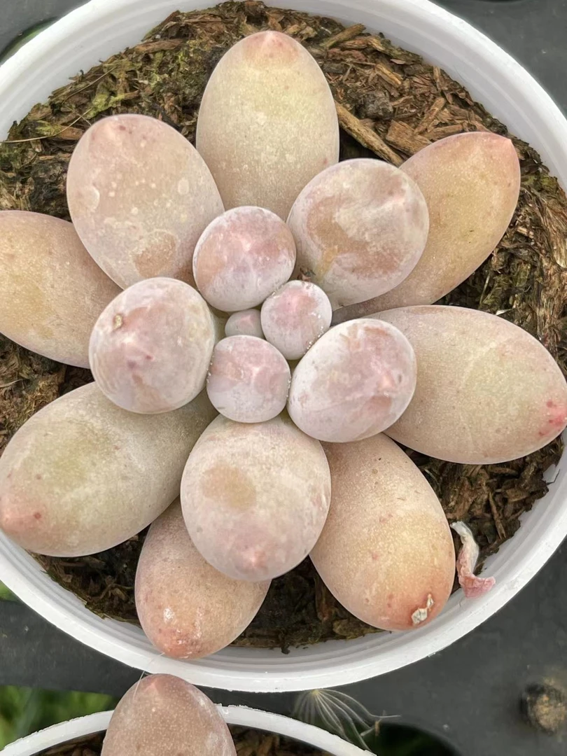 （6#汤圆） 多肉植物
