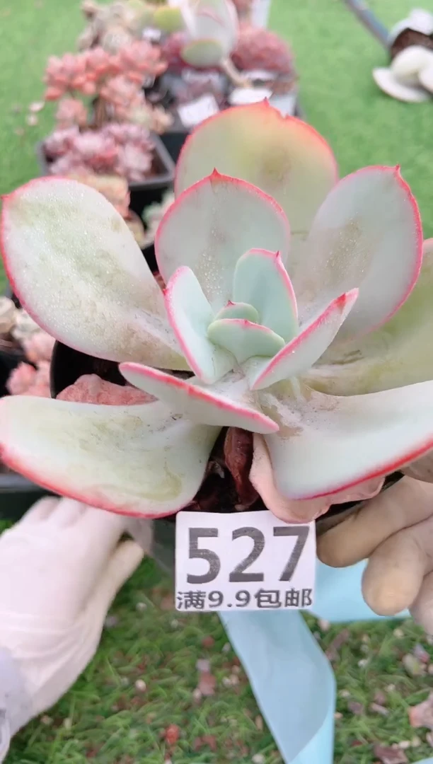 【闪购商品】信福多肉一物一拍