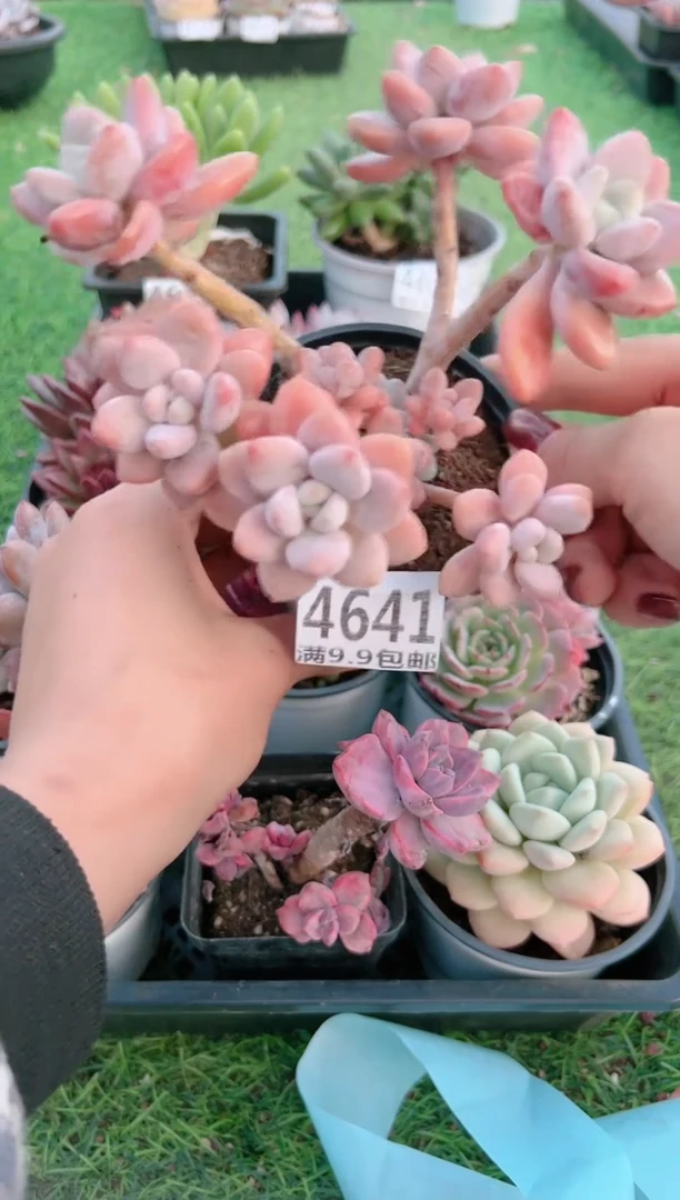 【闪购商品】信福多肉一物一拍