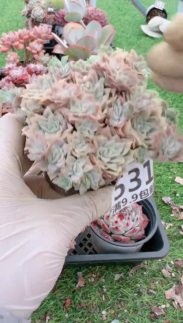 【闪购商品】信福多肉一物一拍