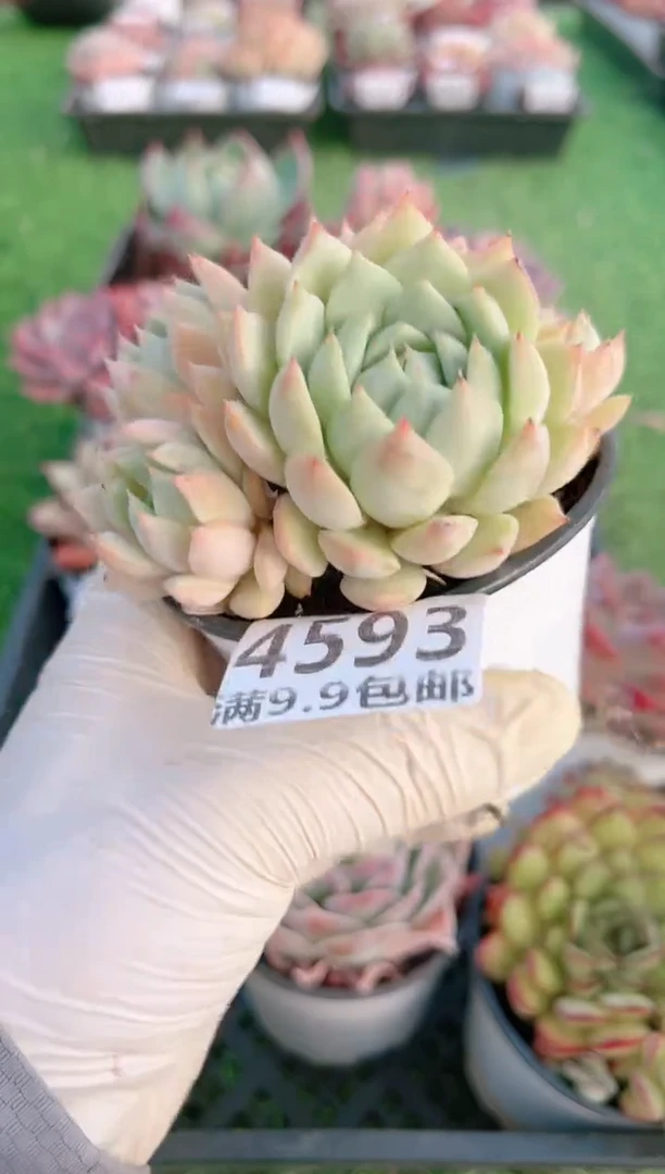 【闪购商品】信福多肉一物一拍