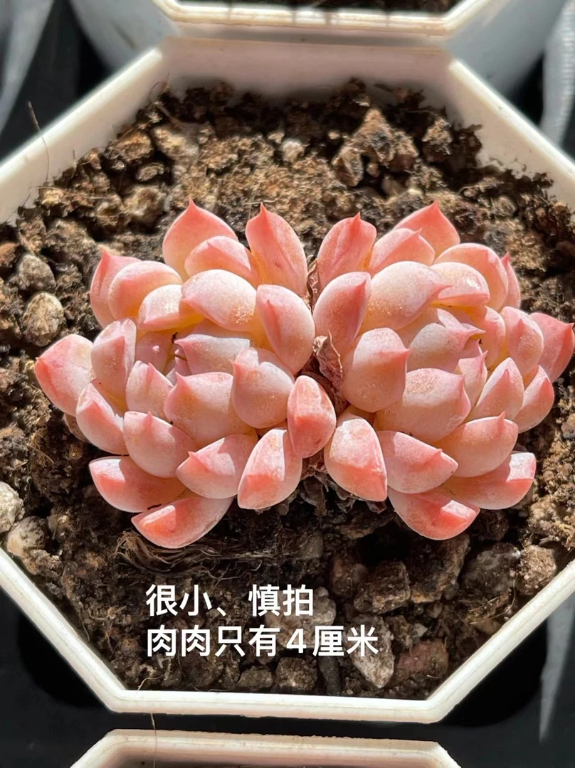 7#桃花双头 多肉植物