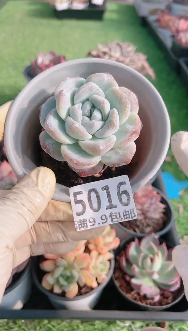【闪购商品】信福多肉一物一拍