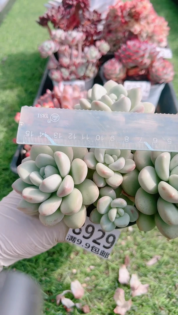 【闪购商品】信福多肉一物一拍