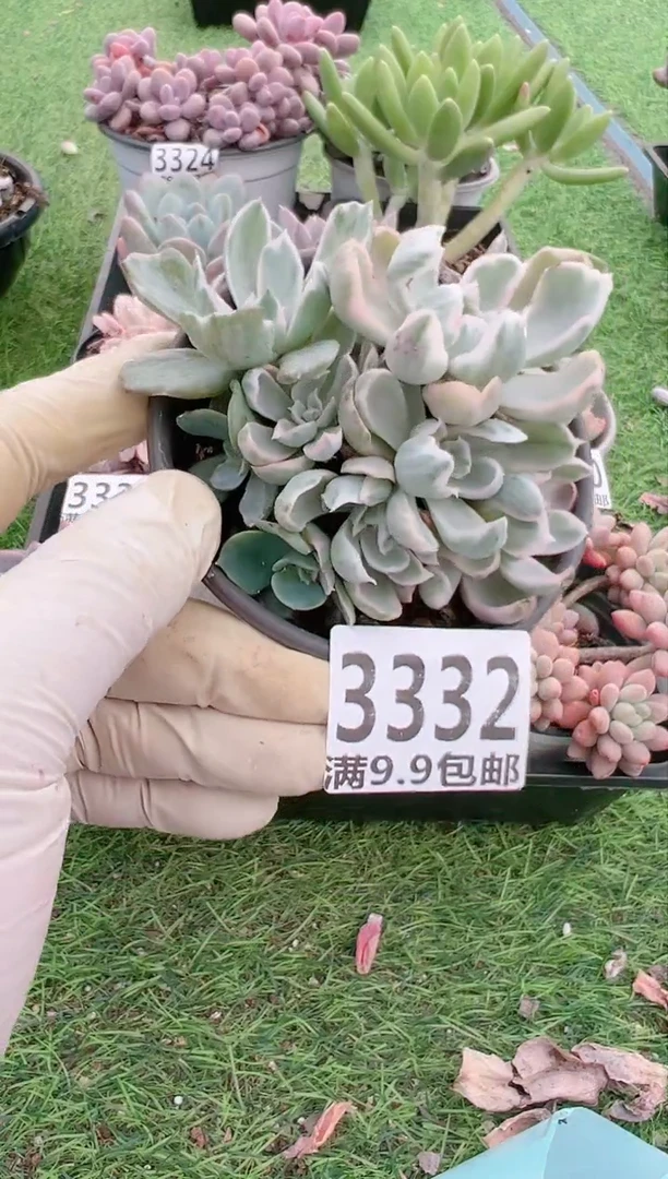 【闪购商品】信福多肉一物一拍