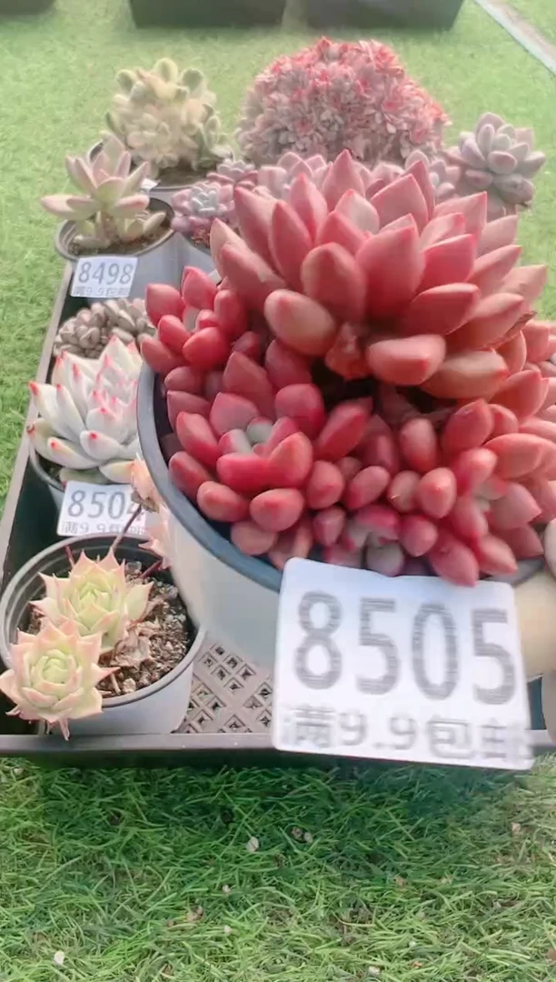 【闪购商品】信福多肉一物一拍