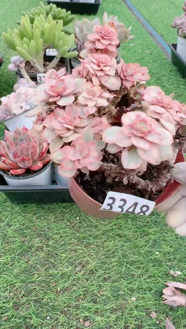 【闪购商品】信福多肉一物一拍