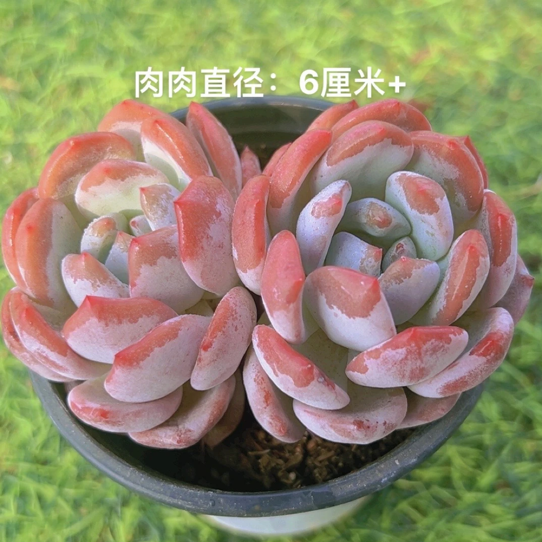 9#橙梦露双头  多肉植物