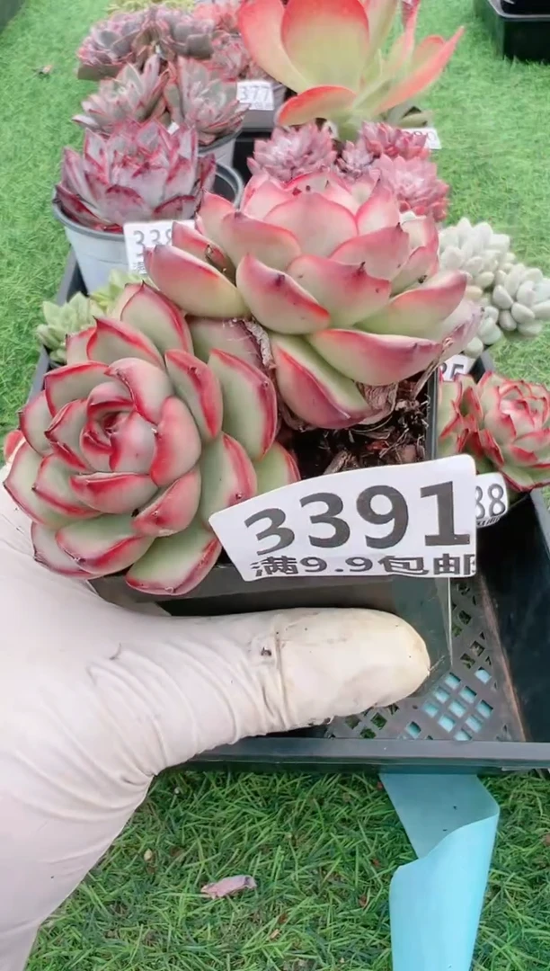 【闪购商品】信福多肉一物一拍