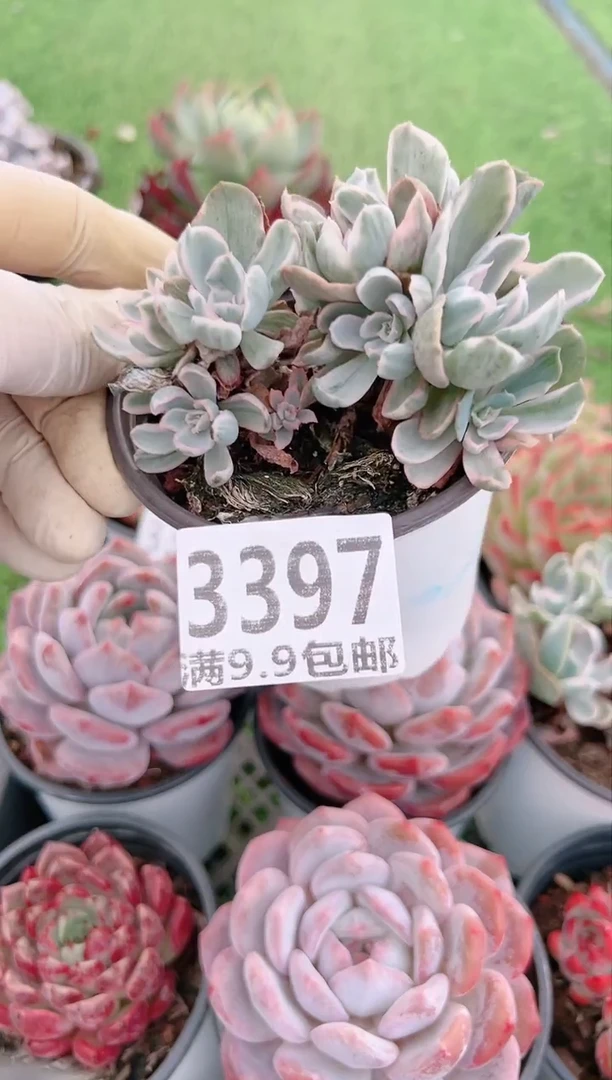 【闪购商品】信福多肉一物一拍