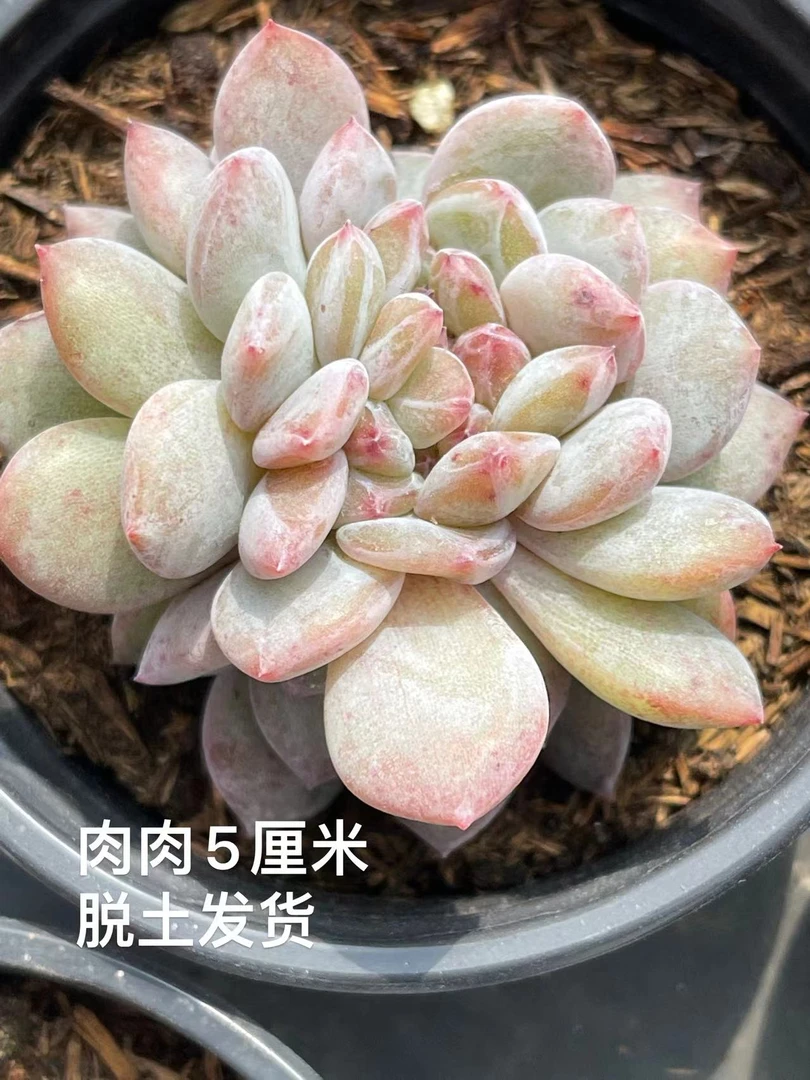 9#橙梦露缀化 云南精品多肉植物 精美盆栽 家居饰品9.9包邮发货