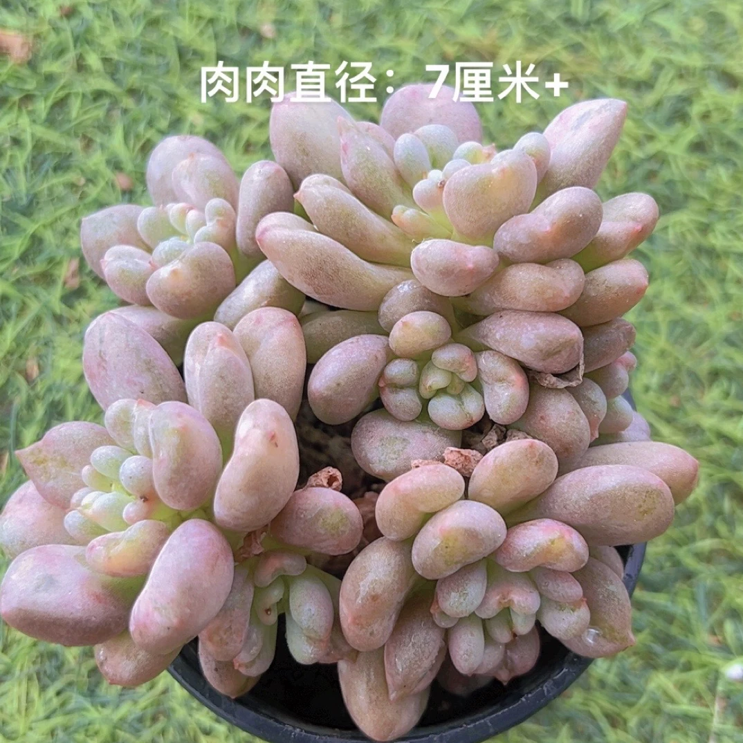 9#比尔盖茨 多肉植物