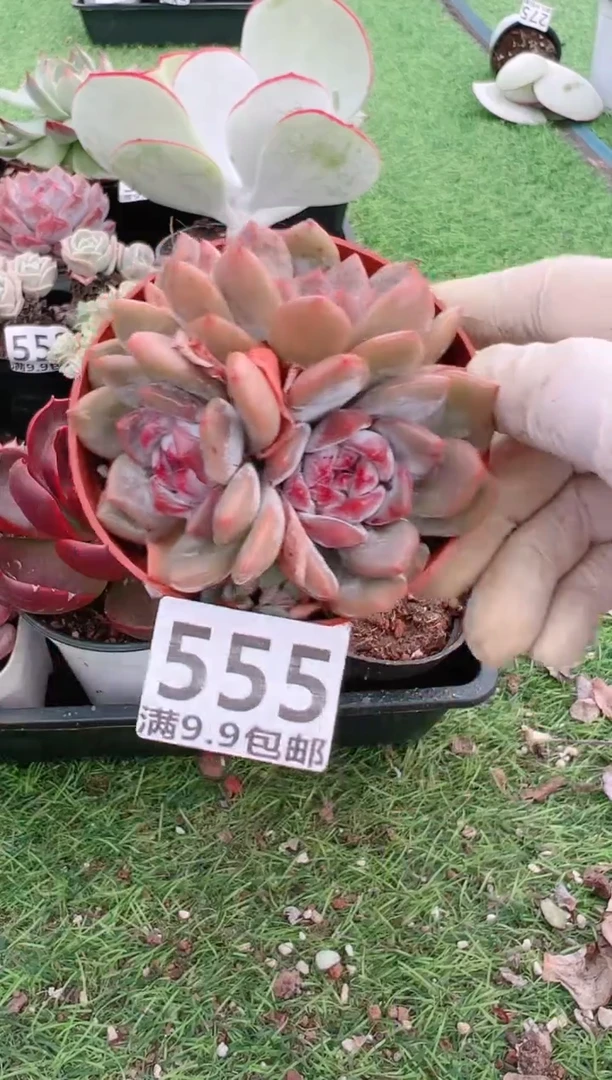 【闪购商品】信福多肉一物一拍