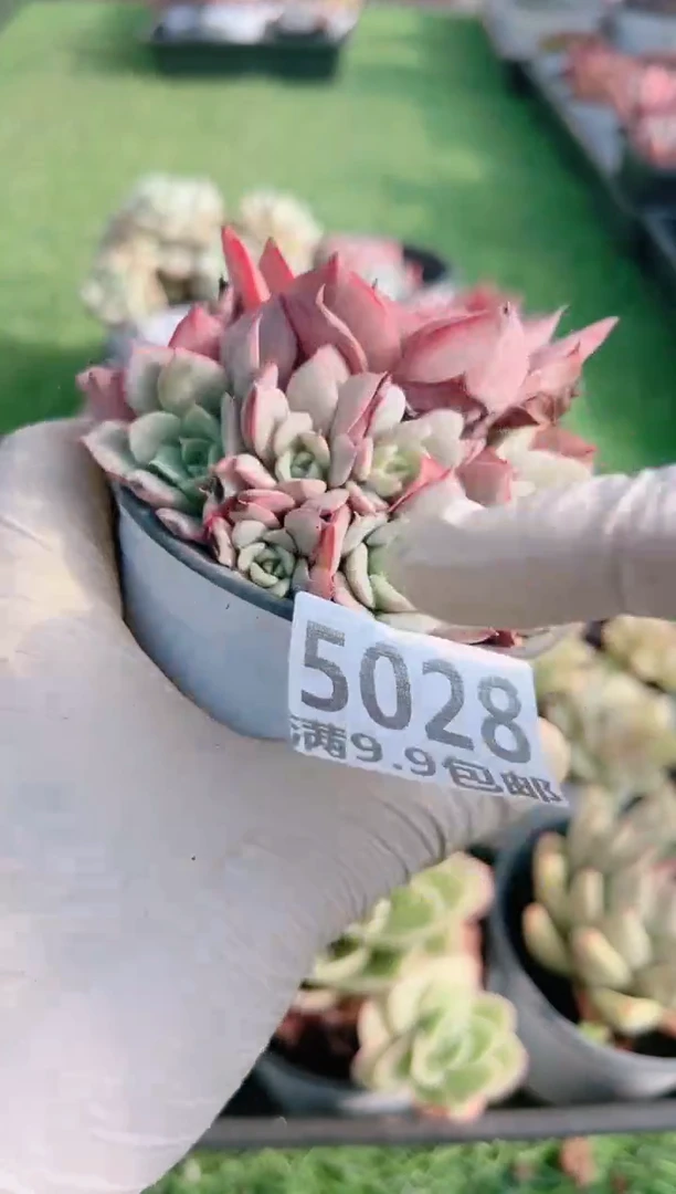 【闪购商品】信福多肉一物一拍