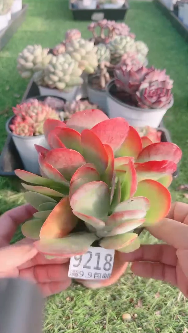 【闪购商品】信福多肉一物一拍