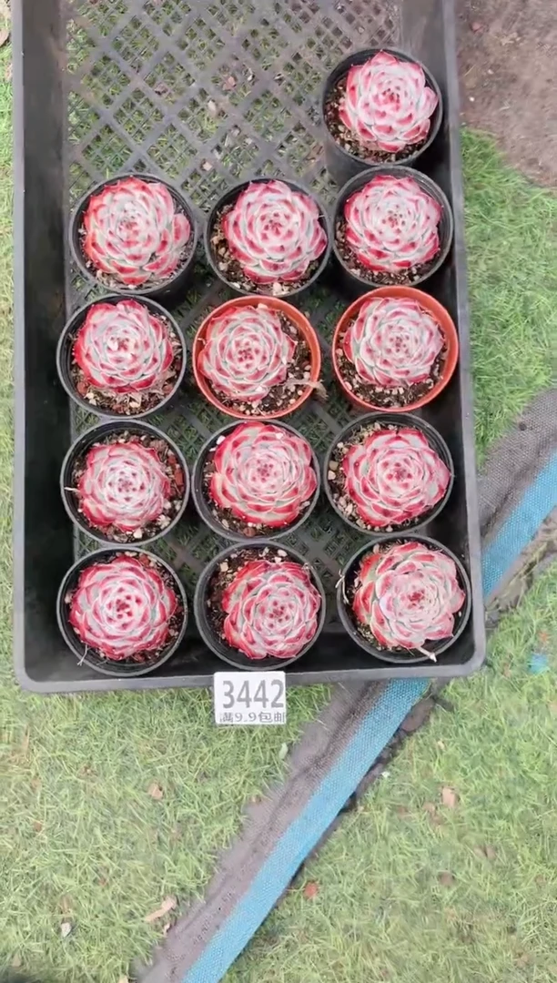 【闪购商品】信福多肉水蜜桃量拍